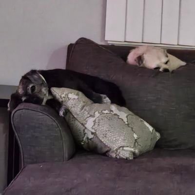 mellow_moet's profile picture. just me....take it or leave it