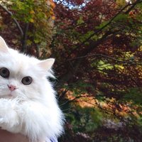 ゑ@若旦那 (@ebisuya_sub) 's Twitter Profile Photo ゑ@若旦那 (@ebisuya_sub) 's Twitter Profile Photo