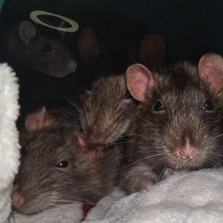 A trio ob chonky rescue ratty boys 🐀🐀🐀