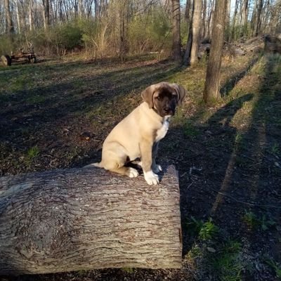 I love peace and quiet I love laughter fun and excitement hiking rock collecting tree hugging if it's big enough smiles would hope one day to live in a treehous