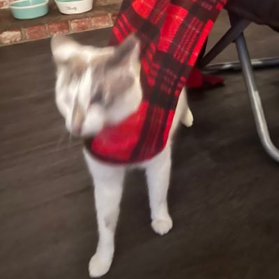 itsmaluthoe's profile picture. #FreePalestine🍉🍉🍉