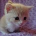 Caitlin (@user22000022) Twitter profile photo Caitlin (@user22000022) Twitter profile photo