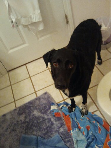 DoyleSweeney's profile picture. The official Twitter of Doyle Sweeney. #DoyleTheDog
I FOLLOW BACK ;)