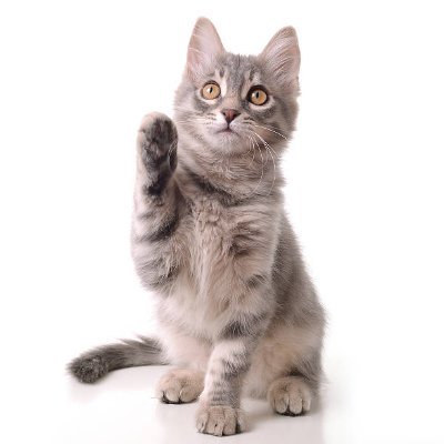 IraKinson16220's profile picture. All pets, regardless of their species, offer love and companionship, creating cherished memories.#cat #dog