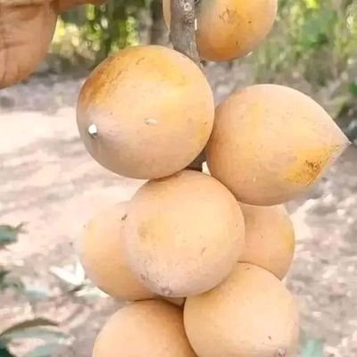 KolawoleLawren8's profile picture. I do fix problems.