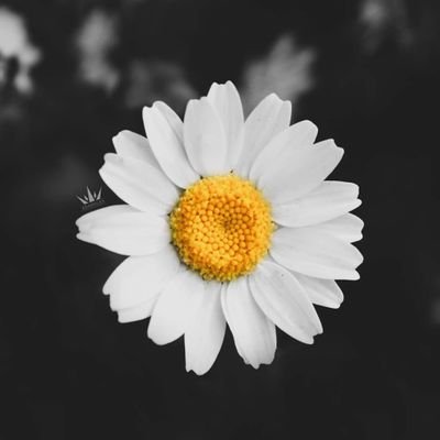 احنا كبل ٣٠ ٢٩ زائرين الجنوب نبحث عن سنقل او فحل اجنبي كتوم وثقه ويكون نظيف او بنت تشاركنا ....