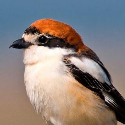 _laniussenator's profile picture. #woman_life_freedom