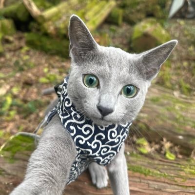 NekoWorld369's profile picture. 