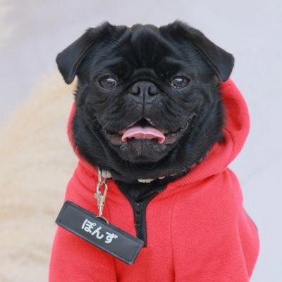 kuropug_ponzu Profile Picture