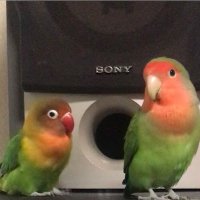 momenko (@momenko3592) 's Twitter Profile Photo momenko (@momenko3592) 's Twitter Profile Photo