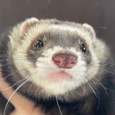 Rose_futoppara's profile picture. 食べること大好き！お料理も大好き！自炊、おうちごはん、外食での美味しいものなど。＼太っ腹活／の日々を記録するためだけのアカウント。動物大好き♡(*´꒳`*)