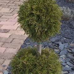 ZakTaounza's profile picture. 