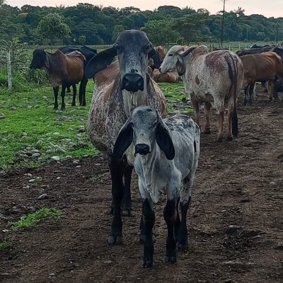 Proyecto local de vacunacion contra fiebre aftosa y brucelosis bovina, municipio de San Martin de los Llanos.