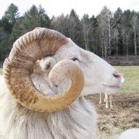 Lorenzo Levi Brown :🐏🐑 Follow Me On BlueSky 🦋 (@llbrown7047) 's Twitter Profile Photo Lorenzo Levi Brown :🐏🐑 Follow Me On BlueSky 🦋 (@llbrown7047) 's Twitter Profile Photo