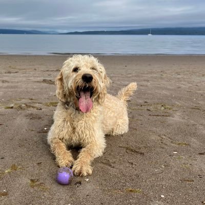 Senior Lecturer in Ecology, Centre for Biological Diversity, University of St Andrews, Scotland. Director of Reforesting Scotland. https://t.co/HHcBM6qJ27