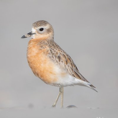 tuuliitt's profile picture. 