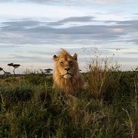 Maasai Mara Cat's Sightings (@sightingsmara) 's Twitter Profile