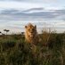 Maasai Mara Cat's Sightings (@sightingsmara) Twitter profile photo Maasai Mara Cat's Sightings (@sightingsmara) Twitter profile photo