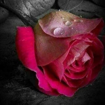 AwatefBourouba's profile picture. 🇩🇿تحيا الجزائر حرة مستقلة