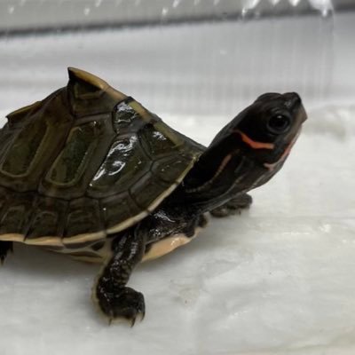 しょうたろう エクストラパック 第40弾 六星竜の箱庭 ｜ Z/X - Zillions of