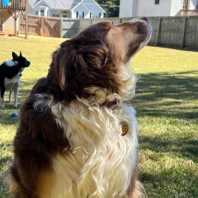 RIP Bandit and Mercedes, love and miss you both. Massive animal lover, gamer, and sports fan.