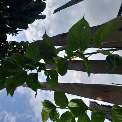 mbichwa254's profile picture. ukiteseka leo kesho utateseka zaidi