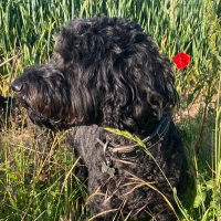 Patrick Gildart Jackson (@pgildartjackson) 's Twitter Profile