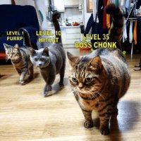 Boss Chonk(@bosschonk) 's Twitter Profile Photo