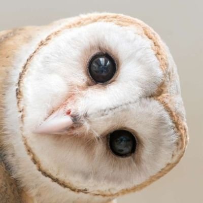 Safysora's profile picture. 