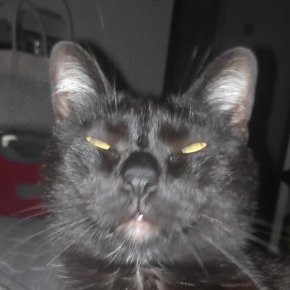 TinyFirefly__'s profile picture. 