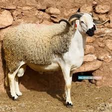 mercredikech's profile picture. #SCC