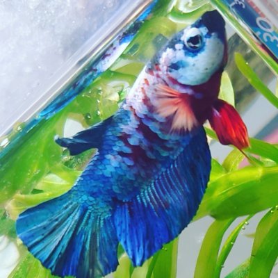 ohyama4z's profile picture. 北海道でパソコンカタカタ叩いてます
柴犬をなでまわすのと、自前のでっかい水槽で魚を眺めるのが人生の目標