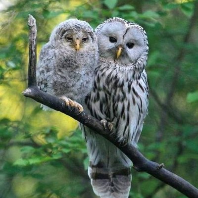 Owl 🦉 Love 💝 Nature 🦋 Discovery 🕊️