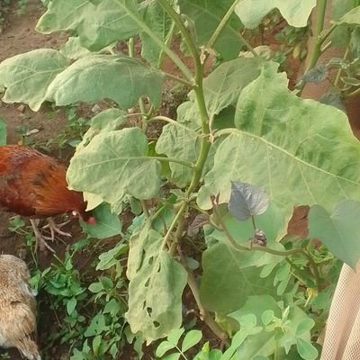 koda87530's profile picture. 