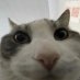 cheese unforgettable (@l1bertypr1me) Twitter profile photo cheese unforgettable (@l1bertypr1me) Twitter profile photo