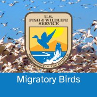 USFWS Migratory Birds(@USFWSBirds) 's Twitter Profile Photo