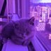 Elsa ♡'s Harry (@elsieluvscats) Twitter profile photo Elsa ♡'s Harry (@elsieluvscats) Twitter profile photo