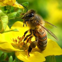 Bees (@bees) 's Twitter Profile