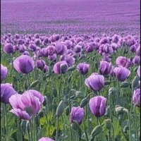 Siyah Peynir & Black cheese (@desenlim1) Twitter profile photo