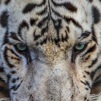 RiegleZooPhotos(@PhotosZoo) 's Twitter Profile Photo