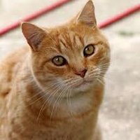 あきら (@ouiytfdf7) 's Twitter Profile