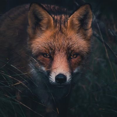 FoxGazerTales Profile Picture