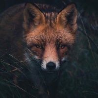千ㄖ乂 🦊 (@foxgazertales) 's Twitter Profile
