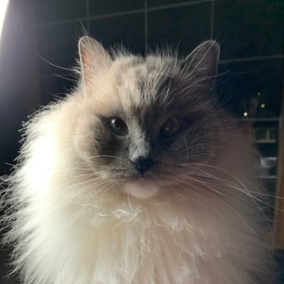 lmnapl's profile picture. Calathea Fan, Scottish Genealogy, aka Baba. https://t.co/FHalulZPSo