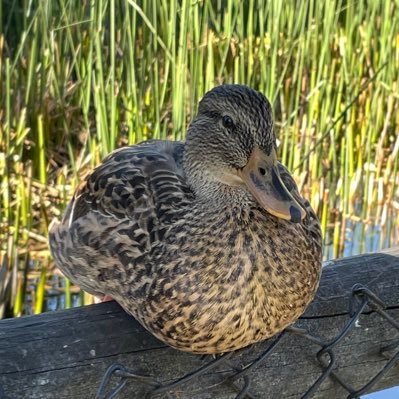 NDquackduck Profile Picture