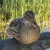 Neurodivergent Duck🦆🍉 (@ndquackduck) Twitter profile photo Neurodivergent Duck🦆🍉 (@ndquackduck) Twitter profile photo
