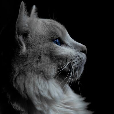 0xGoldstar's profile picture. space, tech, 3d printers, and idk what else