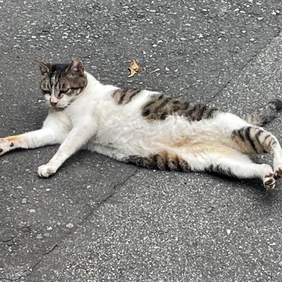 🐈