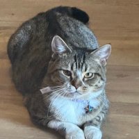 Natalie šµš· (@nscles) 's Twitter Profile