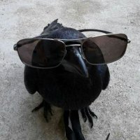 kauaa (@kaala_kauaa) 's Twitter Profile